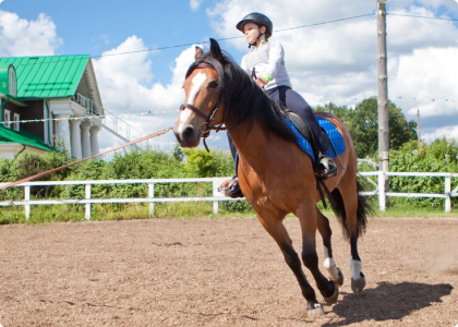 horse and human